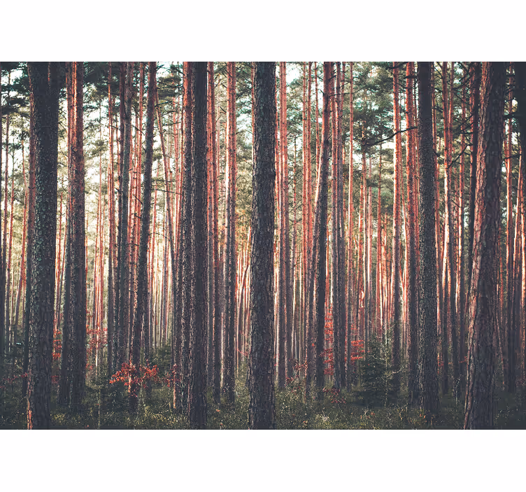 Deep forest trees landscape roller blind for living room - TenStickers