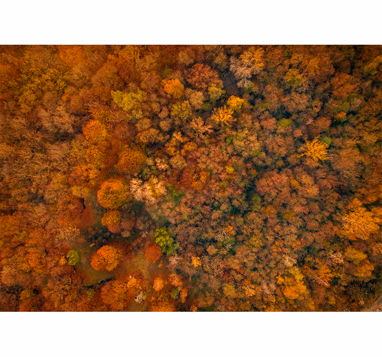 Roller blind for living room in beautiful tree colors - TenStickers