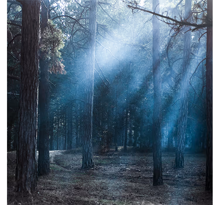 "nature" dusk in the forest roller blind for living room - TenStickers