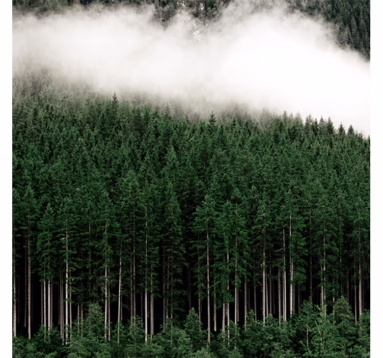 Roller blind for living room nature pines aerial view - TenStickers
