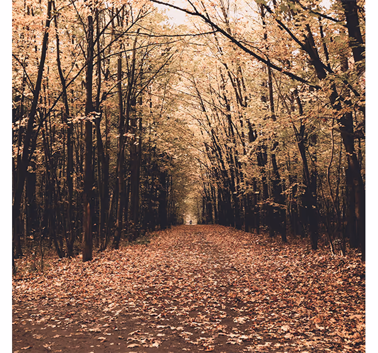 Roller blind for living room autumn forest nature - TenStickers