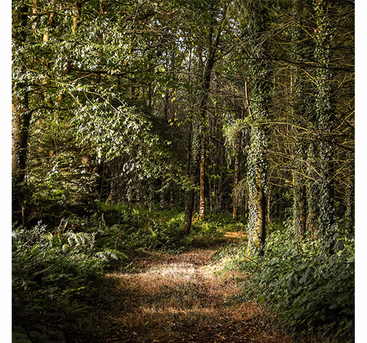 Roller blind for living room nature leafy path design - TenStickers