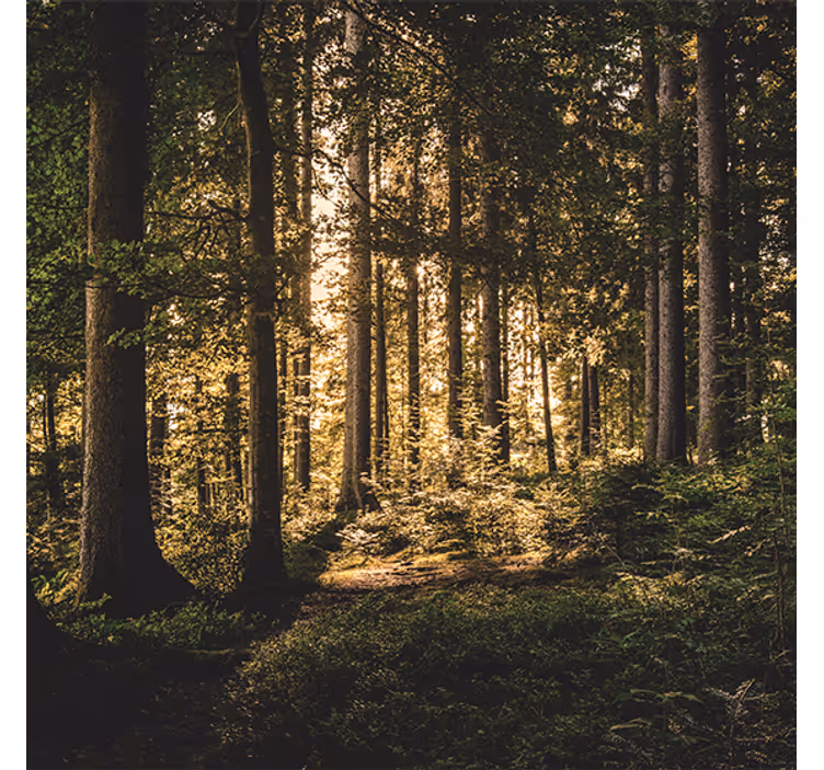 Roller blind for living room nature midday forest - TenStickers