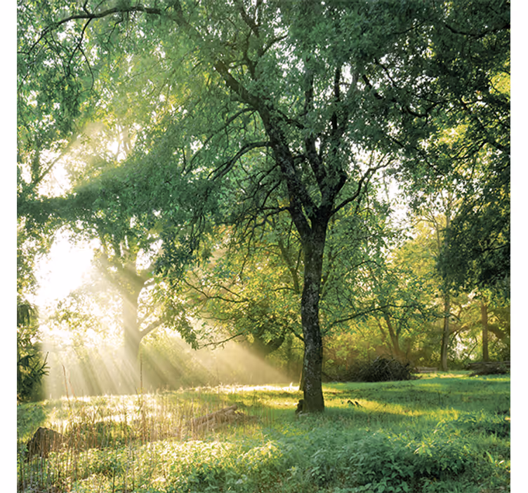 Nature greenish morning forest roller blind for living room - TenStickers