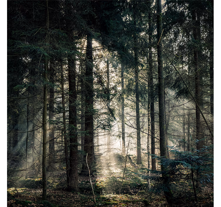Roller blind for living room "dark tone forest day" - TenStickers
