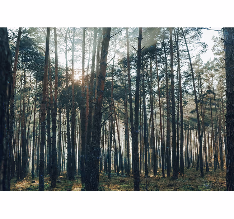 Roller blind for living room with pine forest design - TenStickers
