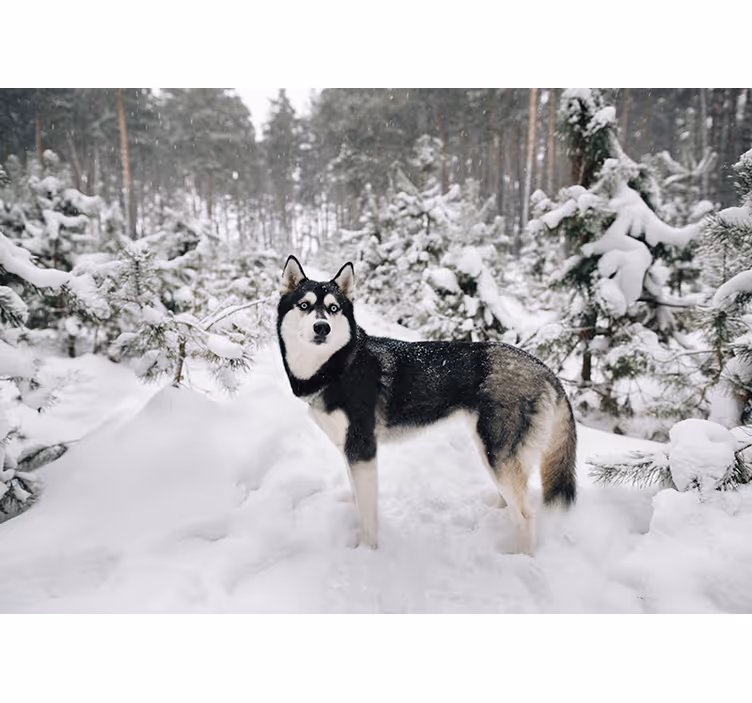 White roller blind winter forest and husky dog - TenStickers