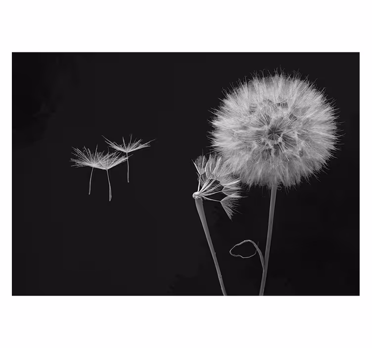Grey roller blind dandelion seed wall mural - TenStickers