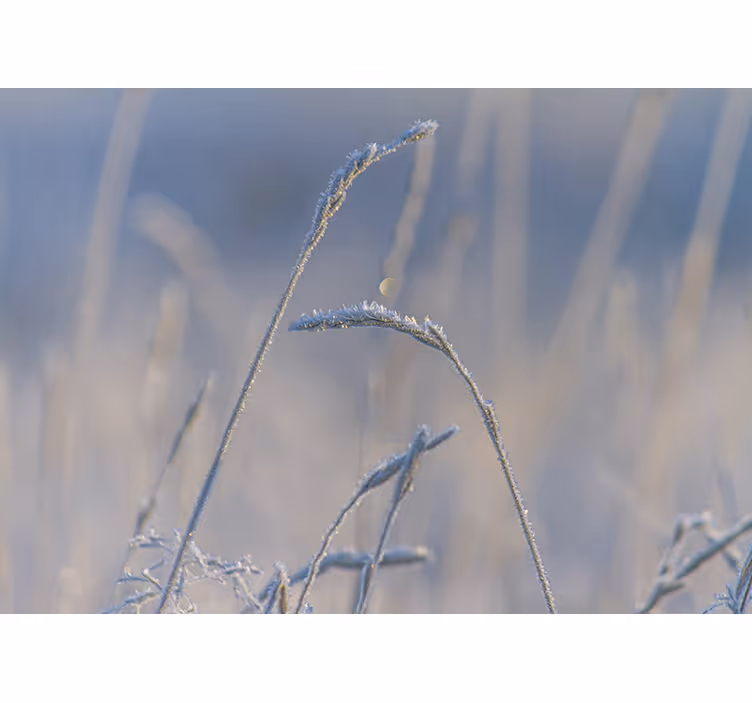 Thin grass on blue bedroom roller blind - TenStickers