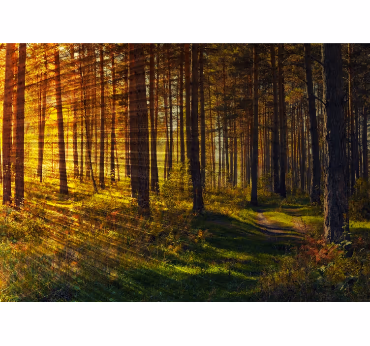 Bedroom roller blind forest light beams - TenStickers
