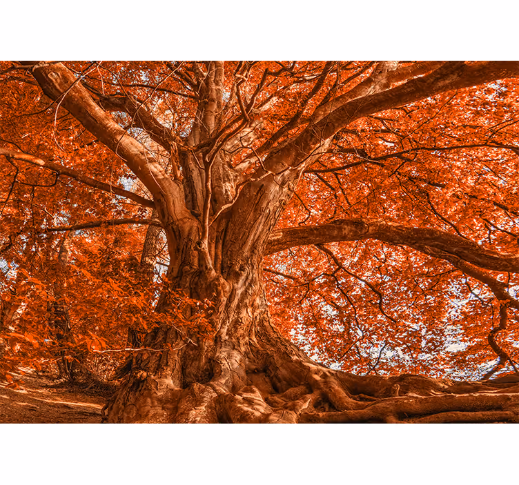 Bedroom roller blind in big beautiful autumn tree - TenStickers