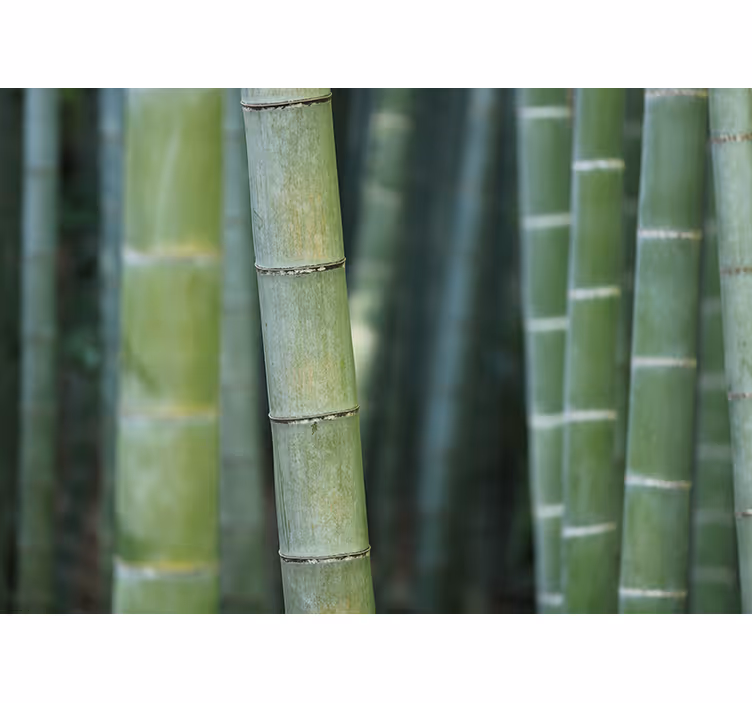 Bedroom roller blind with forest bamboo canes - TenStickers