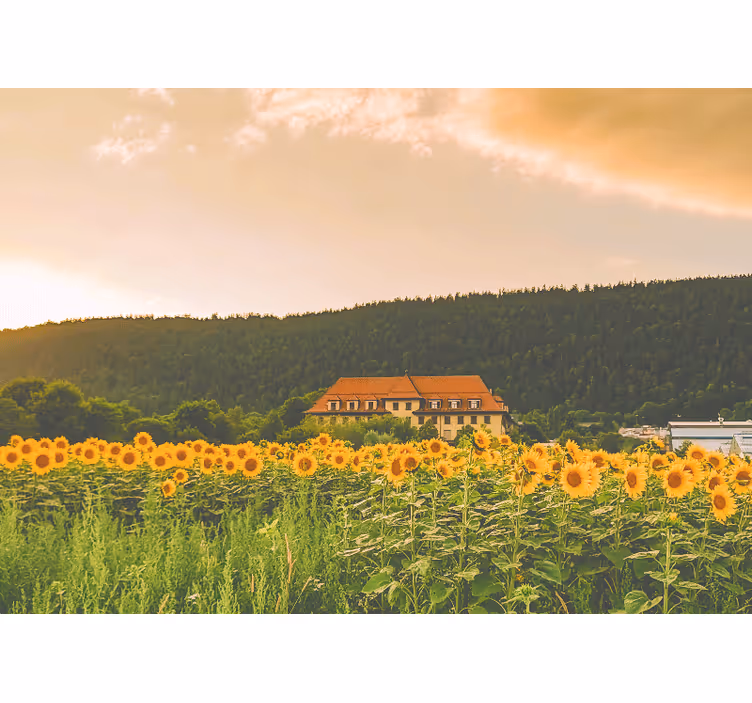 Bedroom roller blind of a beautiful field of flowers - TenStickers