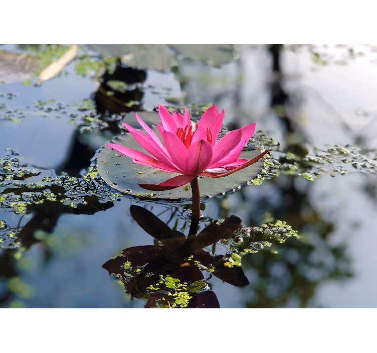 Bedroom roller blind with beautiful lotus flower water - TenStickers