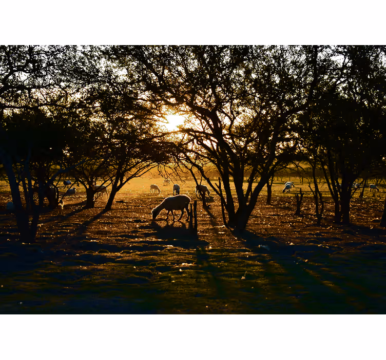 Bedroom roller blind peaceful morning forest - TenStickers