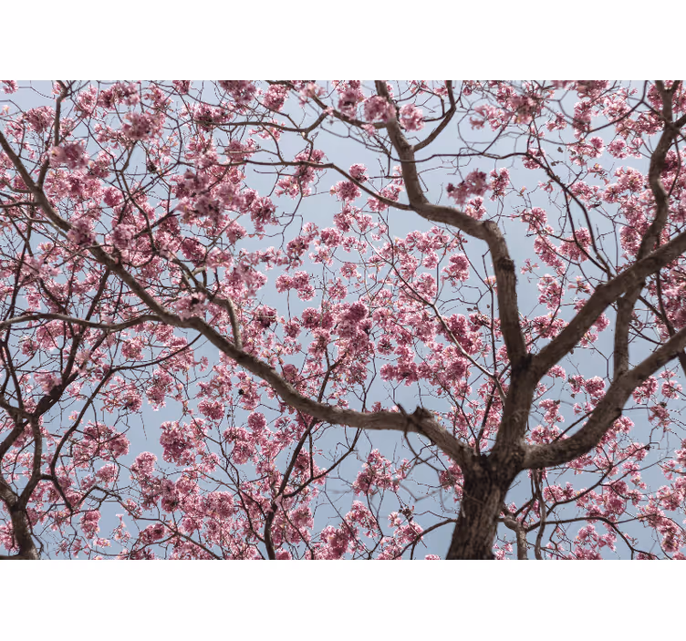 Bedroom roller blind with beautiful pink cherry blossoms - TenStickers