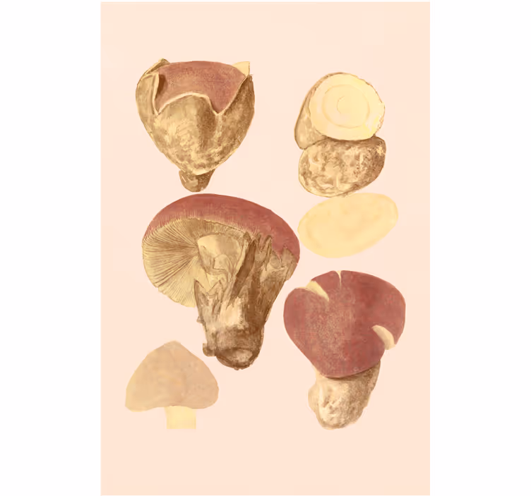 Mushroom varieties roller blind for living room - TenStickers