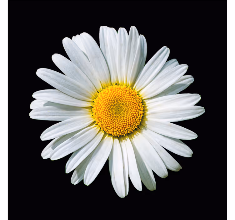 Bedroom roller blind black and white daisy design - TenStickers