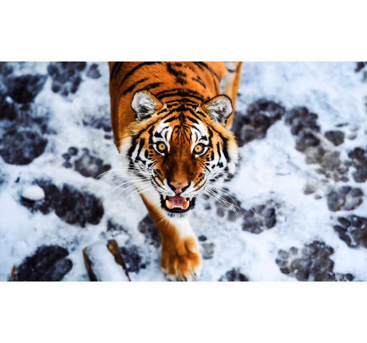 Bedroom roller blind tiger's fury - TenStickers