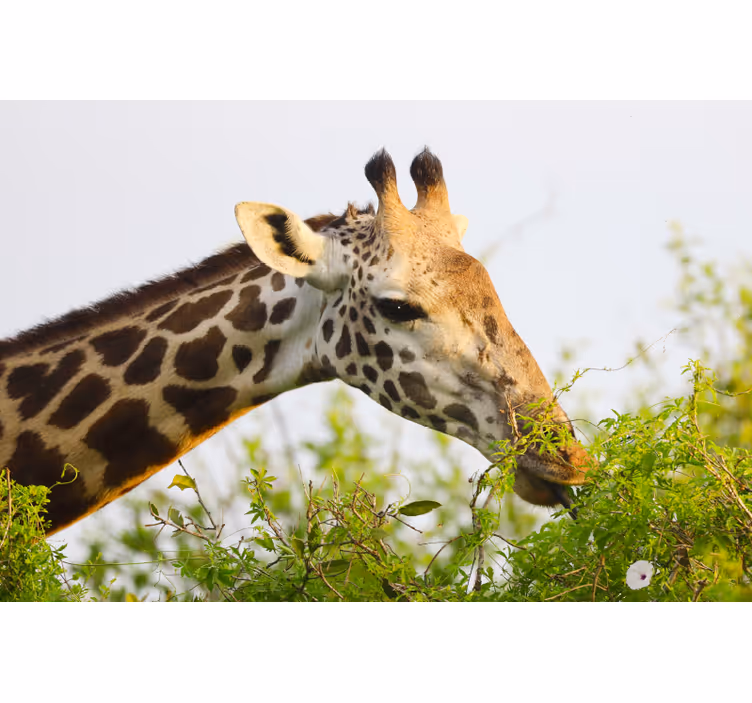 Bedroom roller blind tall giraffe design - TenStickers