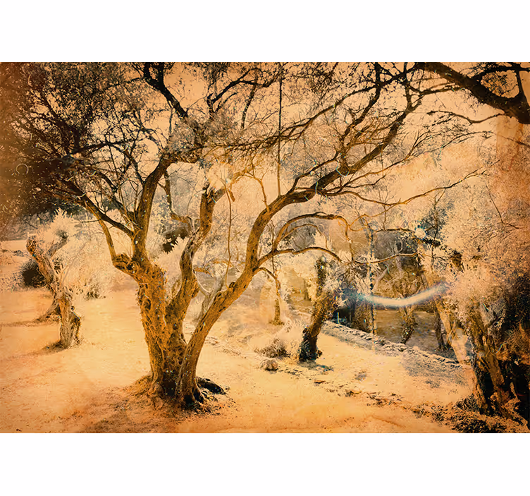 Bedroom roller blind in a serene olive grove - TenStickers