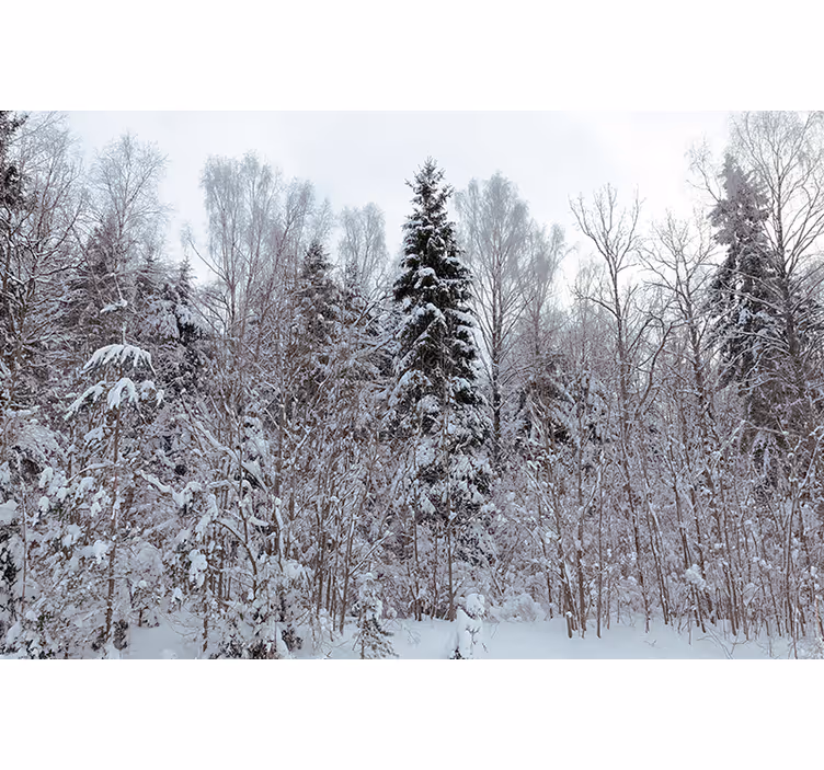 White roller blind white forest in winter - TenStickers