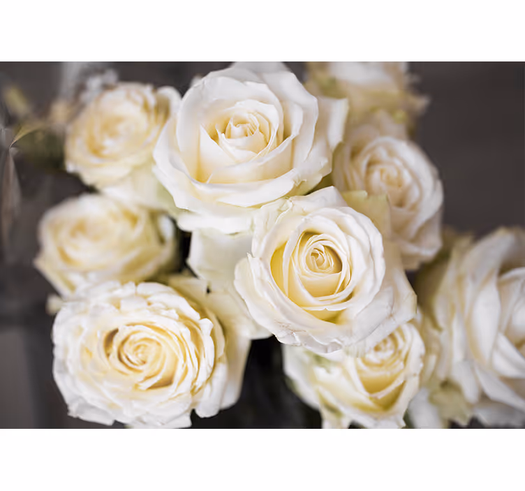 White roller blind with white roses background - TenStickers