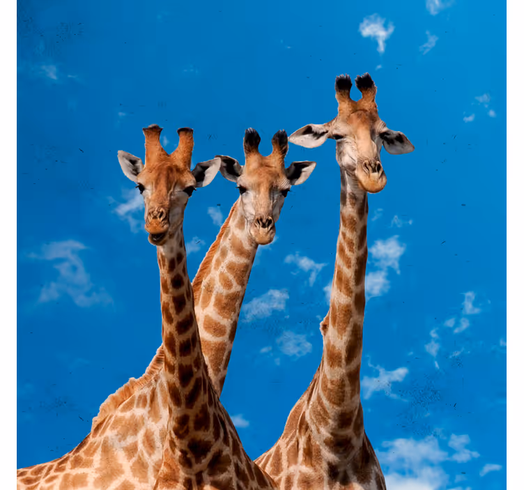 Kids roller blind giraffes and blue sky - TenStickers
