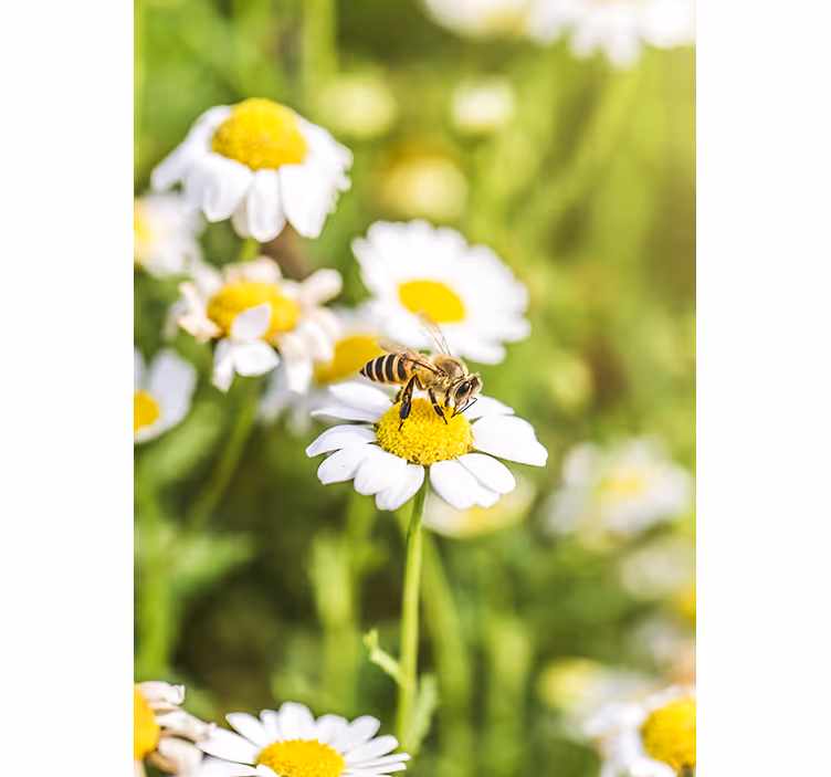 Roller blind for kitchen window flower field - TenStickers