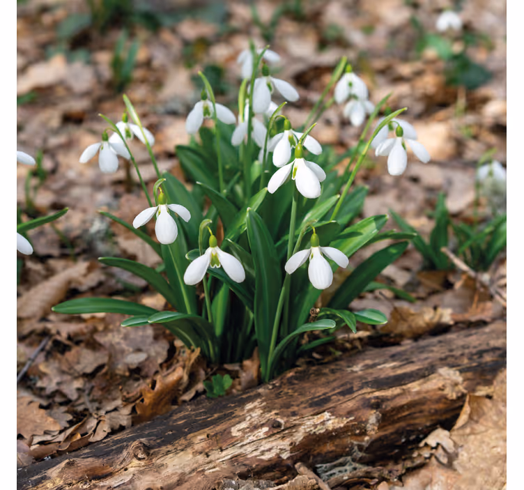 Roller blind for living room snowdrop forest design - TenStickers