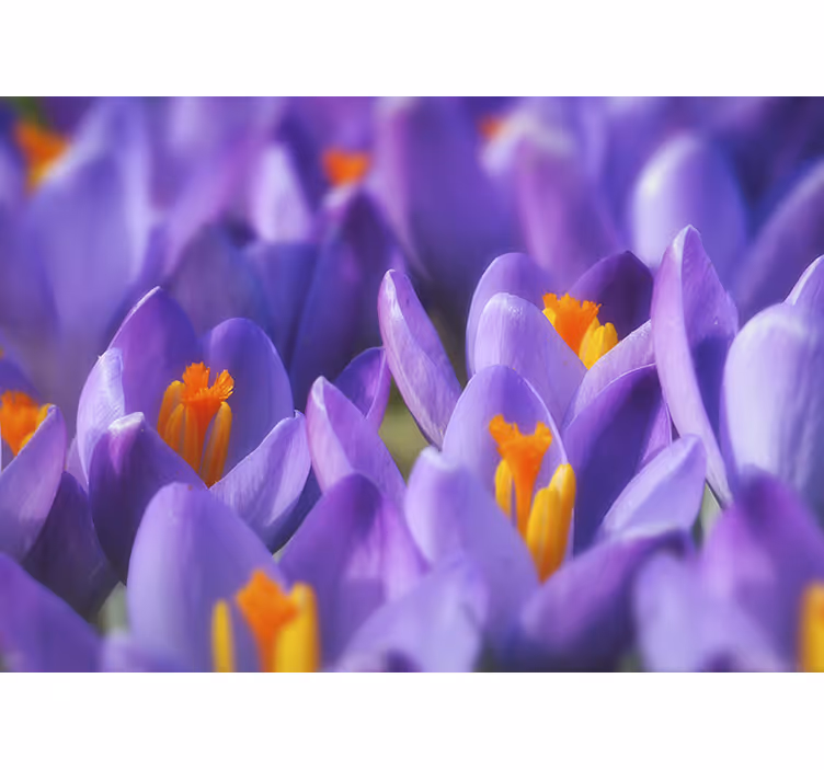 Roller blind for living room purple and orange crocus - TenStickers