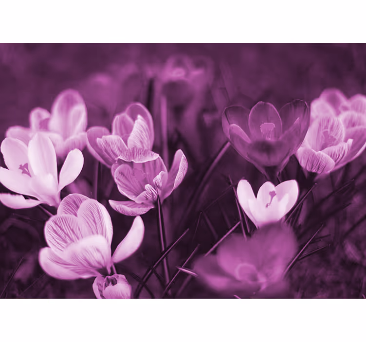Beautiful pink crocus flower roller blind for living room - TenStickers