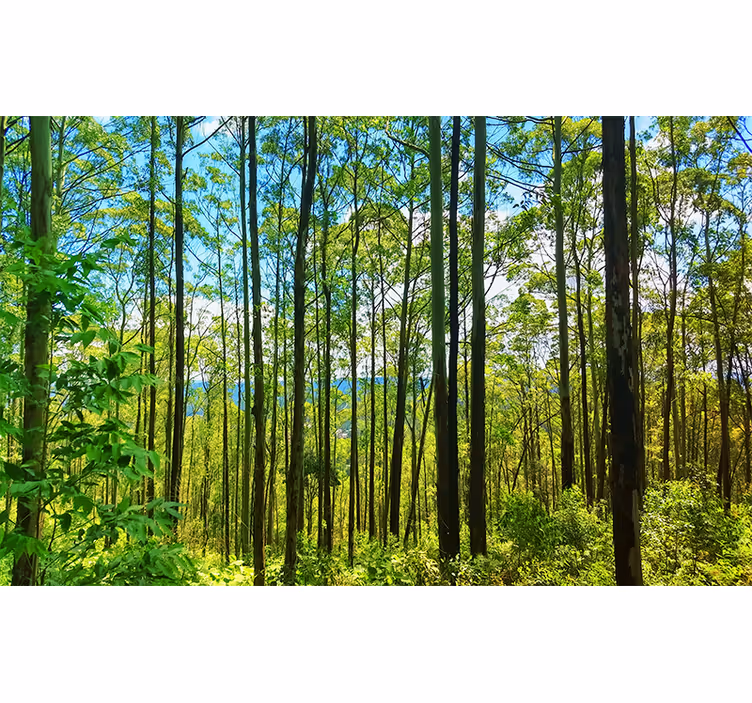 Bedroom roller blind polish forest birches - TenStickers