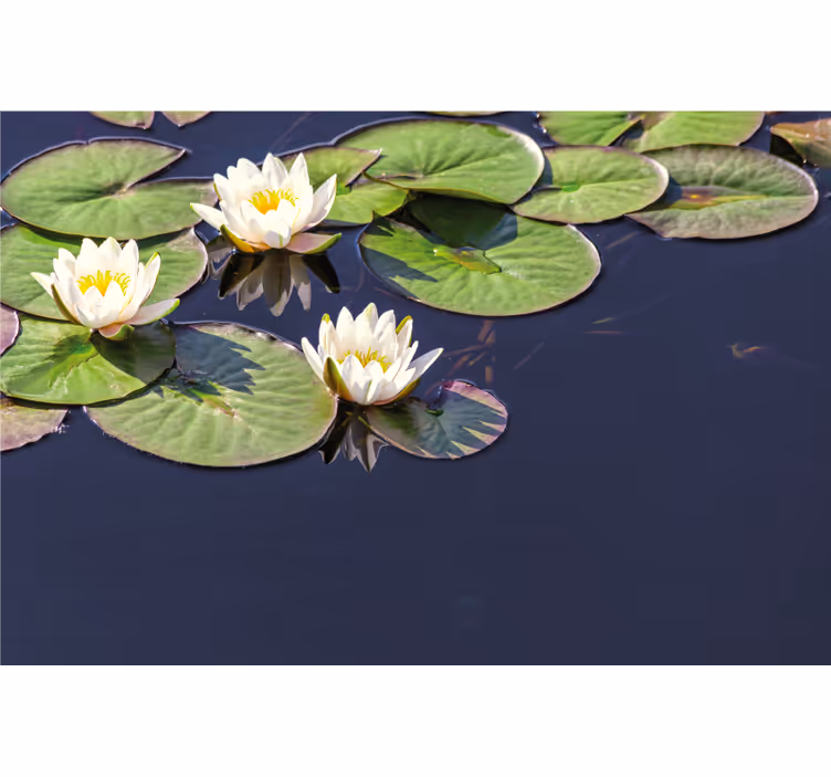 Bedroom roller blind lotus in a pond design - TenStickers
