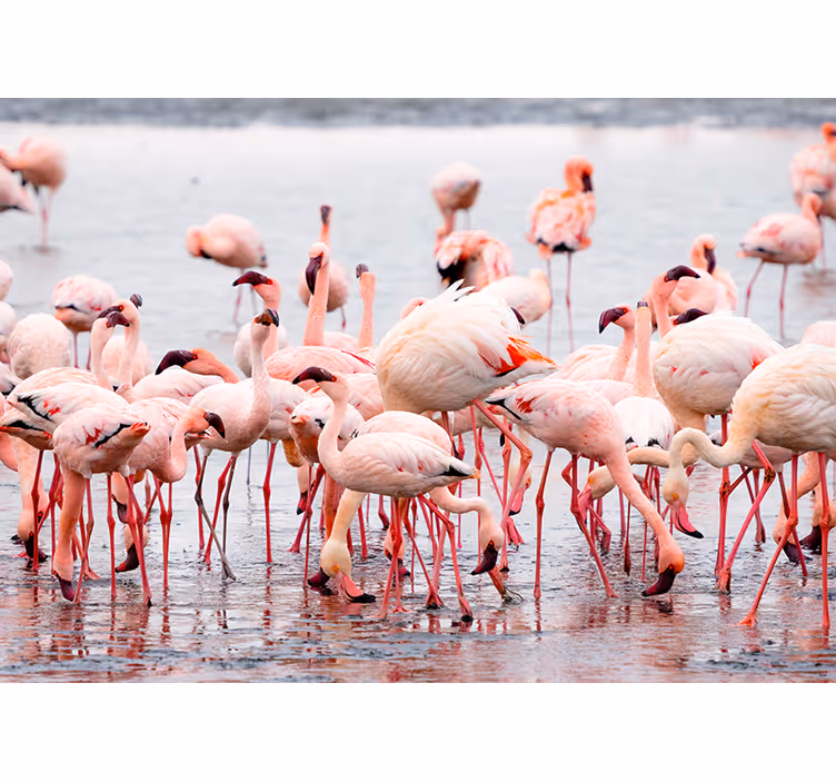 Roller blind for living room camargue flamingo design - TenStickers