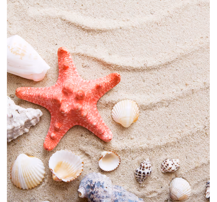 Bathroom window blind starfish and shells on sand - TenStickers