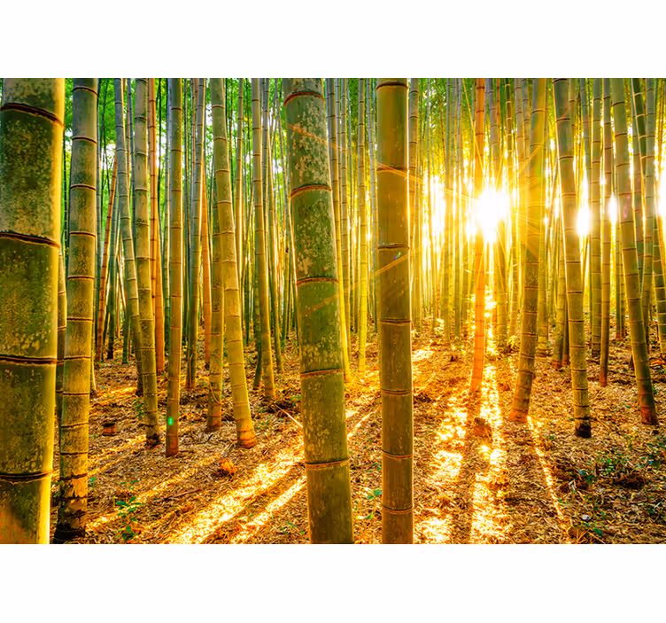 Zen roller blind sun and bamboo wallpaper - TenStickers