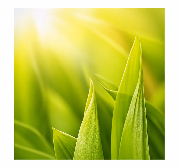 Green roller blind sunny plant - TenStickers