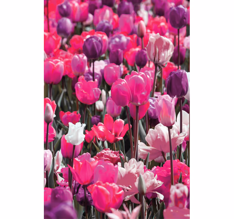 Purple tulip blooms flower roller blind - TenStickers
