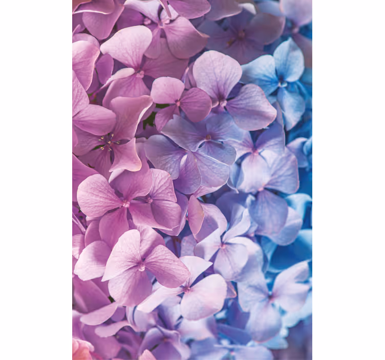 Hydrangea Petal Cluster flower roller blind - TenStickers