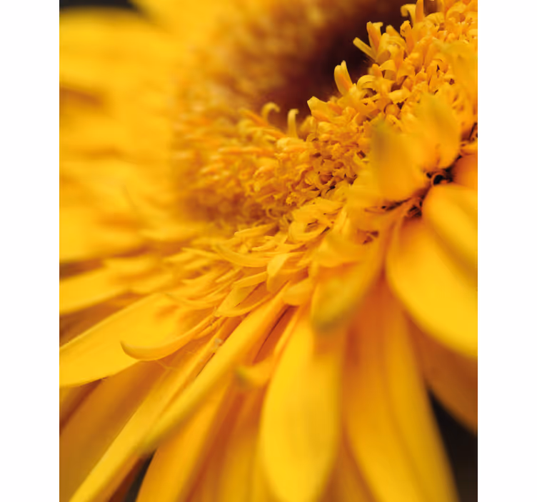 Yellow close-up flower roller blind - TenStickers