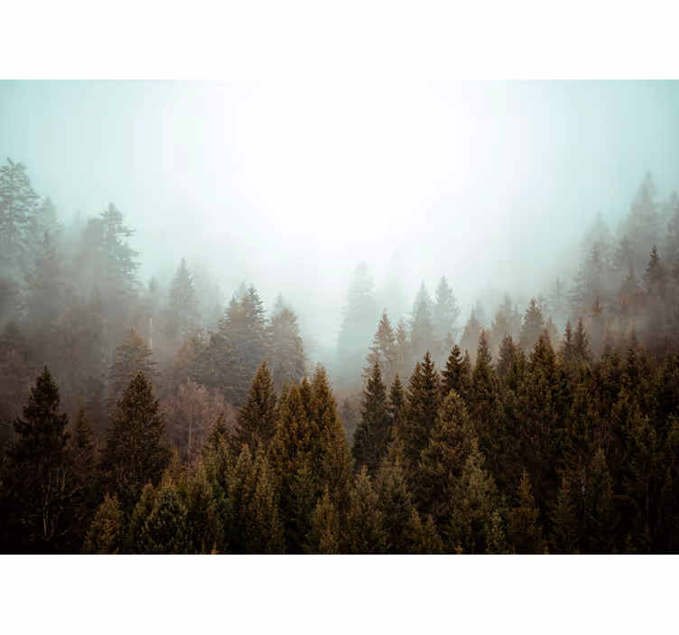 Conifers forest and fog  Living room blind - TenStickers