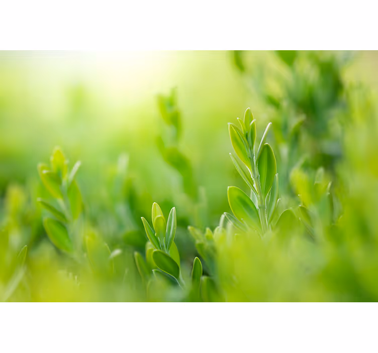 Lush greenery picture flower roller blind - TenStickers