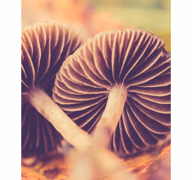 Mushroom gills flower roller blind - TenStickers