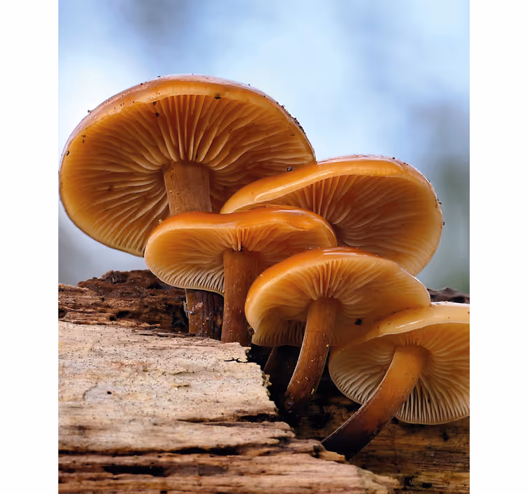 Mushroom Growth flower roller blind - TenStickers