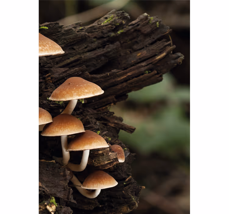 Mushrooms on Wood flower roller blind - TenStickers
