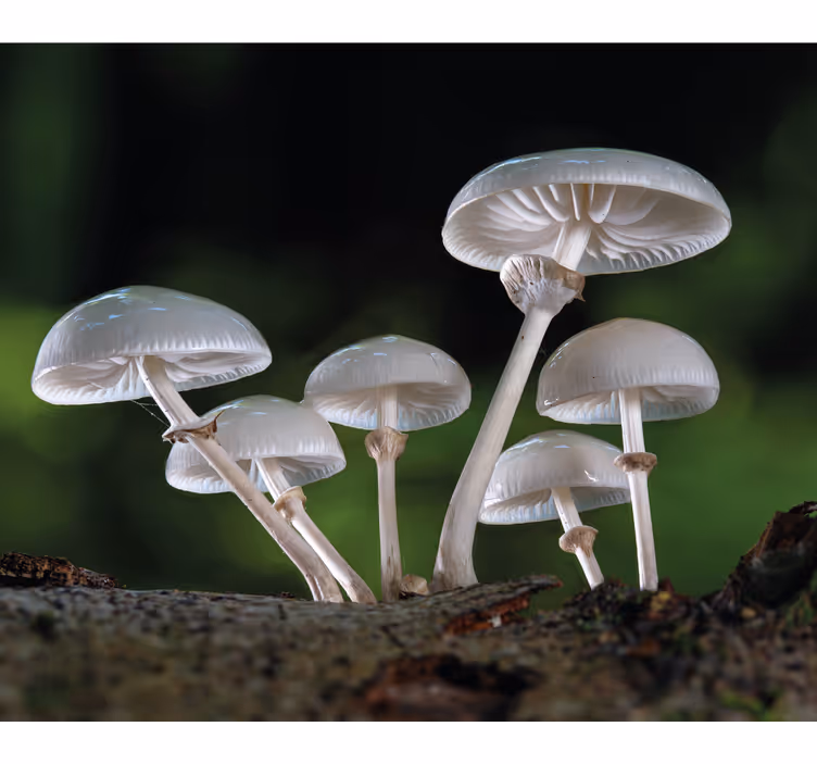 Mushroom Cluster flower roller blind - TenStickers