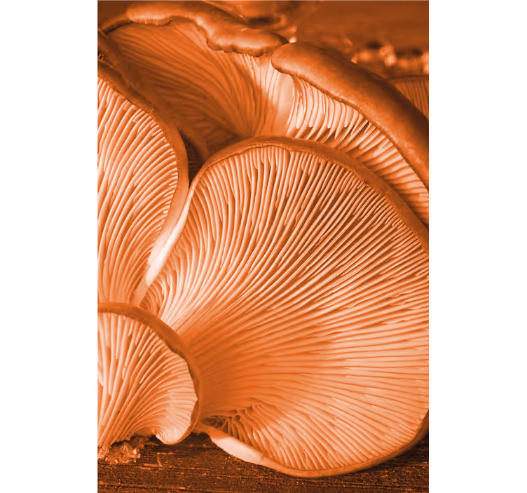 Mushroom Gills Close-Up fruit roller blind - TenStickers