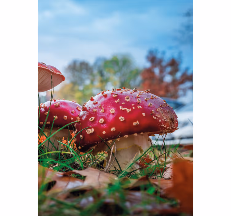 Vibrant Red Mushrooms flower roller blind - TenStickers