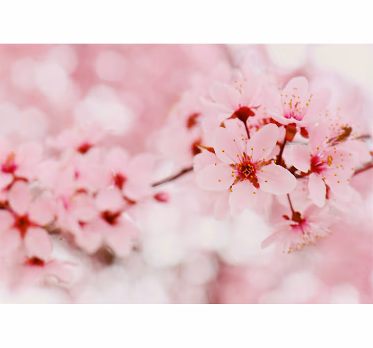 Cherry Blossom Elegance flower roller blind - TenStickers